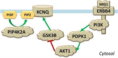 NRG1, PIP4K2A, and HTR2C as Potential Candidate Biomarker Genes for Several Clinical Subphenotypes of Depression and Bipolar Disorder